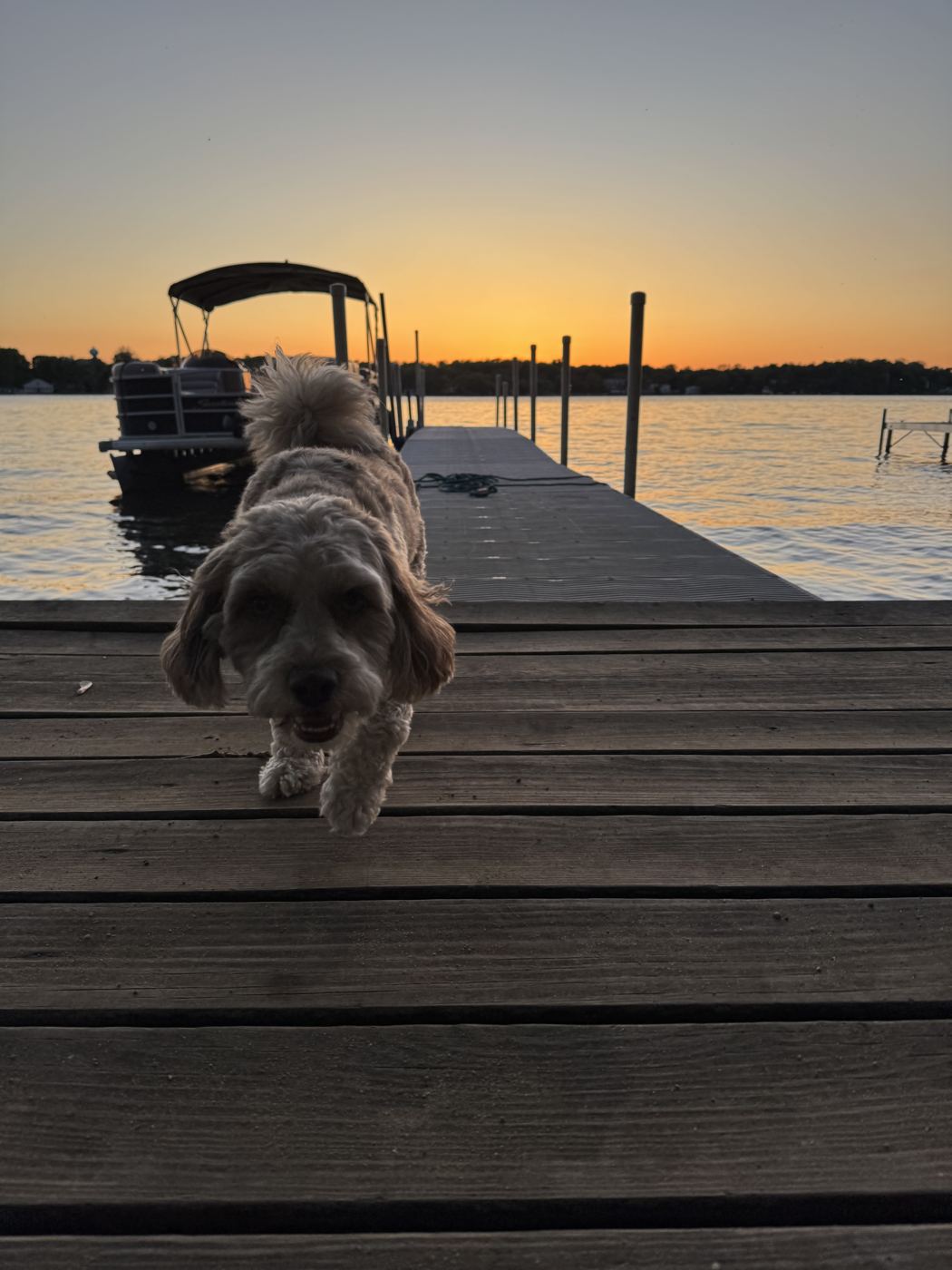 Dog trotting down a pier at sunset on the Chain O'Lakes with a pontoon boat docked
